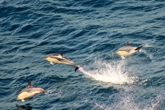 Three playful common dolphins